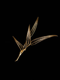 Lingchi Bamboo · Absolute Autopsy — Sacred Evidence