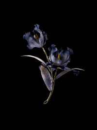 Abyssal Silence · Ruin Parasite — Sacred Evidence