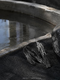 Shackles of the Broken Wing — Manifest Domain