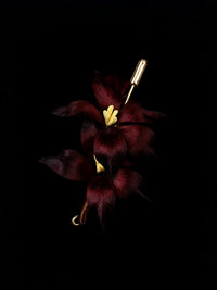 The Coagulated Embers — Sacred Evidence