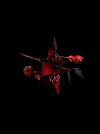 The Coagulated Embers — Sacred Evidence